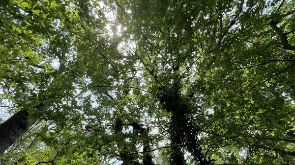 Park Gebied Grote Groene Planten Struiken Bomen — Stockfoto