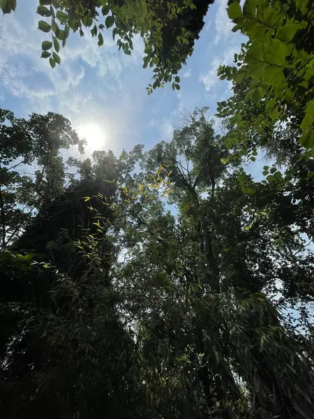 Park alanı büyük yeşil bitkiler, çalılar ve ağaçlar