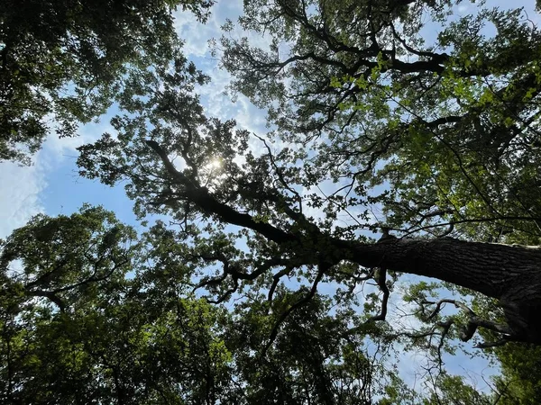 Park Gebied Grote Groene Planten Struiken Bomen — Stockfoto