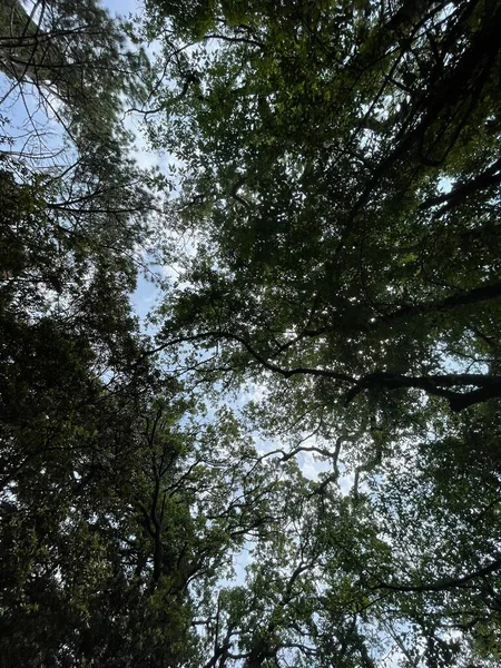 Park Gebied Grote Groene Planten Struiken Bomen — Stockfoto