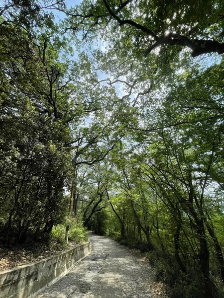 Parc Grandes Plantes Vertes Arbustes Arbres — Photo