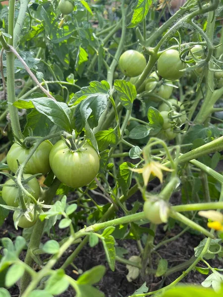 菜園でトマトの成長 茂みに緑のトマトのある緑の野菜 ストックフォト