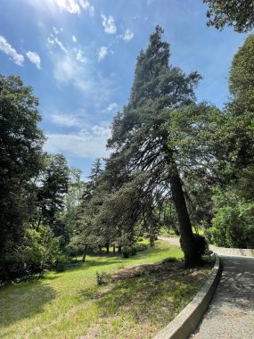 Park alanı büyük yeşil bitkiler, çalılar ve ağaçlar