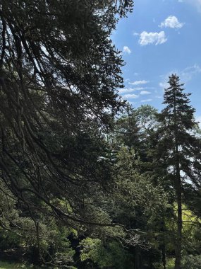 Park alanı büyük yeşil bitkiler, çalılar ve ağaçlar