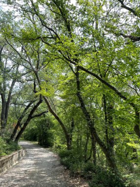 Park alanı büyük yeşil bitkiler, çalılar ve ağaçlar