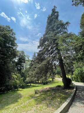 Park alanı büyük yeşil bitkiler, çalılar ve ağaçlar