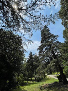 Park alanı büyük yeşil bitkiler, çalılar ve ağaçlar