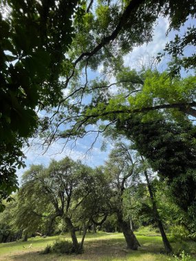 Park alanı büyük yeşil bitkiler, çalılar ve ağaçlar