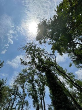 Park alanı büyük yeşil bitkiler, çalılar ve ağaçlar