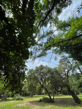 Park alanı büyük yeşil bitkiler, çalılar ve ağaçlar