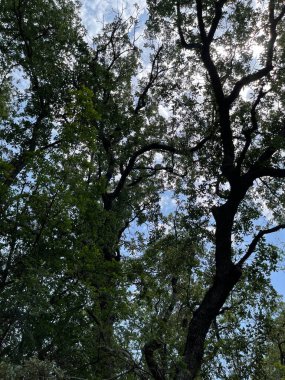 Park alanı büyük yeşil bitkiler, çalılar ve ağaçlar