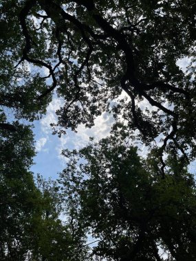 Park alanı büyük yeşil bitkiler, çalılar ve ağaçlar