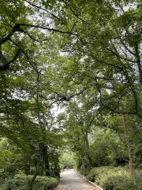 Park alanı büyük yeşil bitkiler, çalılar ve ağaçlar