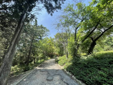 Park alanı büyük yeşil bitkiler, çalılar ve ağaçlar