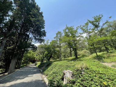 Park alanı büyük yeşil bitkiler, çalılar ve ağaçlar