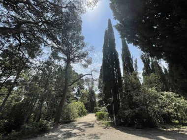 Park alanı büyük yeşil bitkiler, çalılar ve ağaçlar