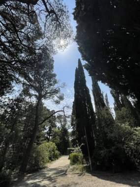 Park alanı büyük yeşil bitkiler, çalılar ve ağaçlar