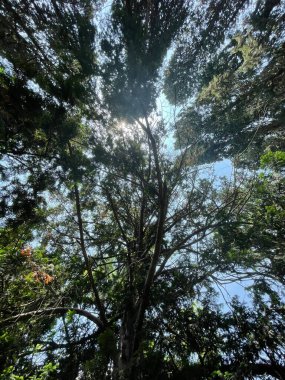 Park alanı büyük yeşil bitkiler, çalılar ve ağaçlar