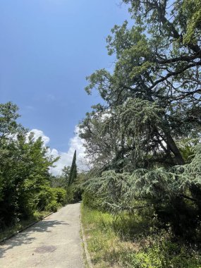 Park alanı büyük yeşil bitkiler, çalılar ve ağaçlar