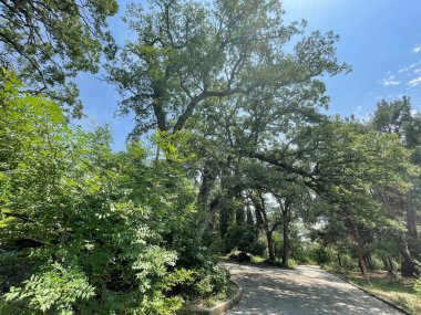 Park alanı büyük yeşil bitkiler, çalılar ve ağaçlar