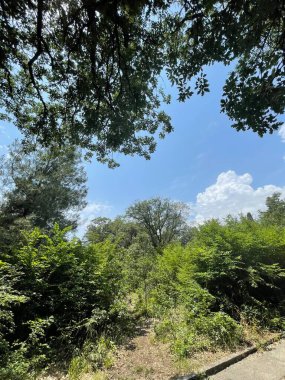 Park alanı büyük yeşil bitkiler, çalılar ve ağaçlar