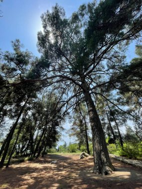 Park alanı büyük yeşil bitkiler, çalılar ve ağaçlar