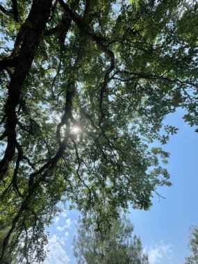 Park alanı büyük yeşil bitkiler, çalılar ve ağaçlar