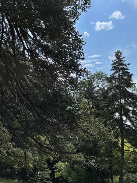 Park alanı büyük yeşil bitkiler, çalılar ve ağaçlar