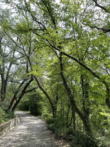 Park alanı büyük yeşil bitkiler, çalılar ve ağaçlar