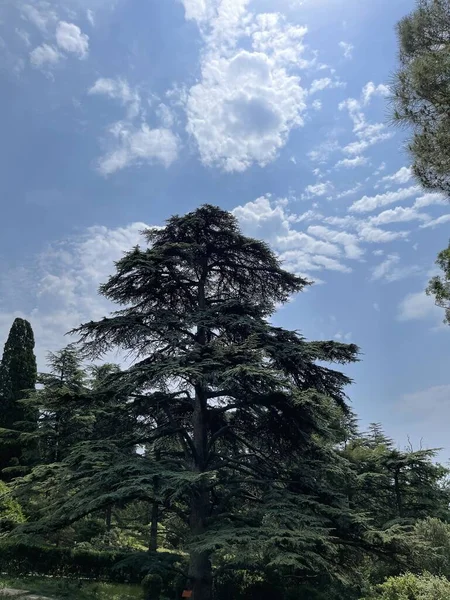 Park alanı büyük yeşil bitkiler, çalılar ve ağaçlar