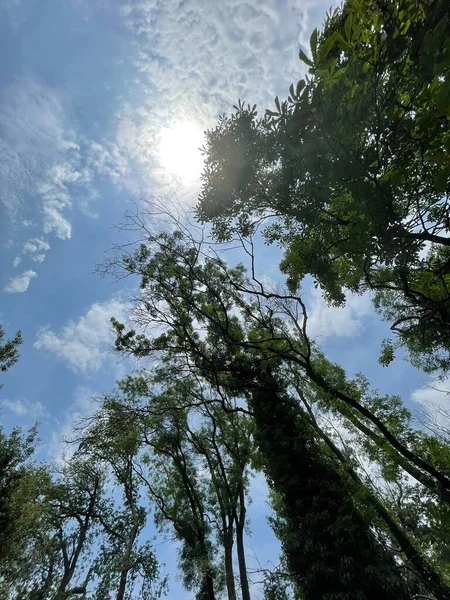 Park alanı büyük yeşil bitkiler, çalılar ve ağaçlar