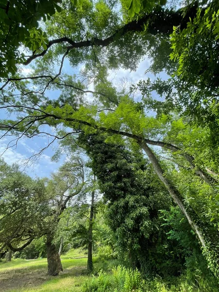 Park alanı büyük yeşil bitkiler, çalılar ve ağaçlar