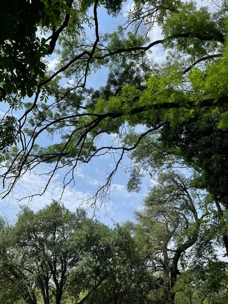 Park Gebied Grote Groene Planten Struiken Bomen — Stockfoto