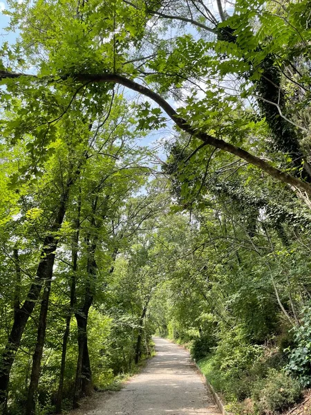 Park alanı büyük yeşil bitkiler, çalılar ve ağaçlar