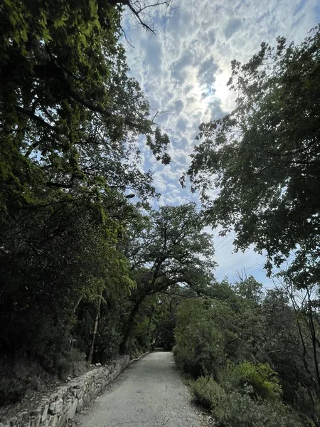 Parc Grandes Plantes Vertes Arbustes Arbres — Photo