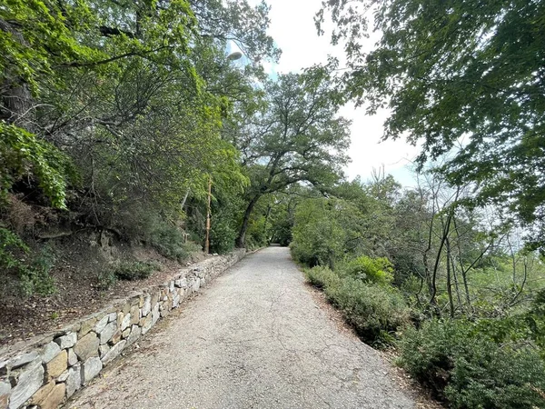 Park alanı büyük yeşil bitkiler, çalılar ve ağaçlar