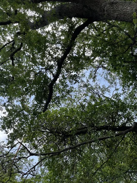 Park alanı büyük yeşil bitkiler, çalılar ve ağaçlar