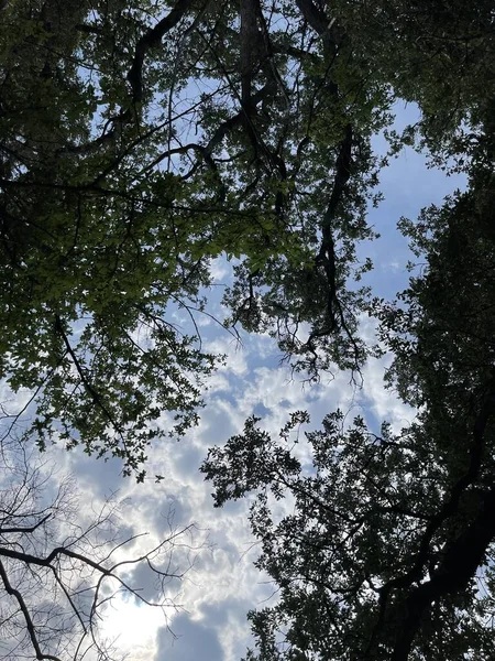 Área Del Parque Grandes Plantas Verdes Arbustos Árboles —  Fotos de Stock