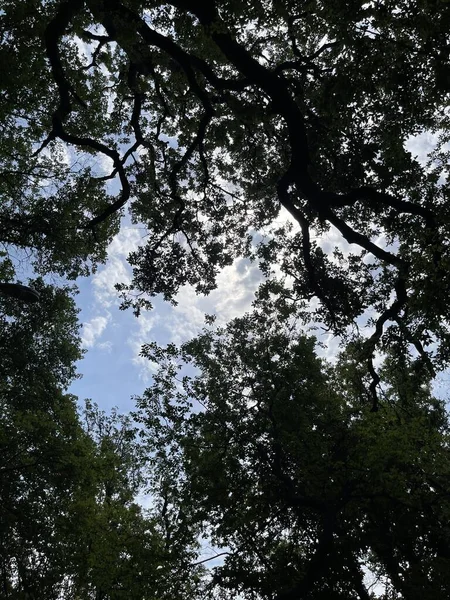 Park alanı büyük yeşil bitkiler, çalılar ve ağaçlar