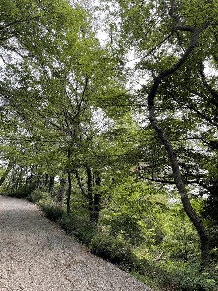 Park alanı büyük yeşil bitkiler, çalılar ve ağaçlar