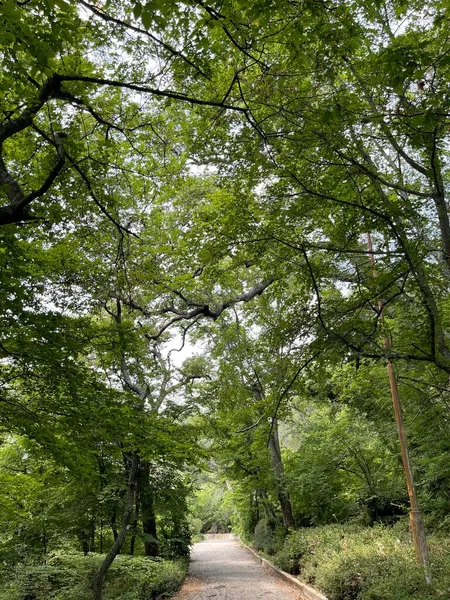 Park alanı büyük yeşil bitkiler, çalılar ve ağaçlar