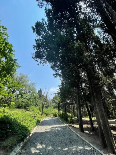 Park alanı büyük yeşil bitkiler, çalılar ve ağaçlar