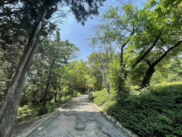 Park alanı büyük yeşil bitkiler, çalılar ve ağaçlar