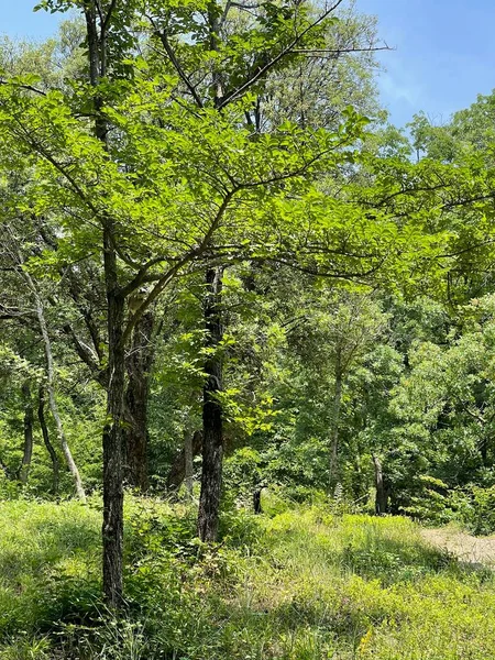 公园内大型绿色植物 灌木及树木 — 图库照片