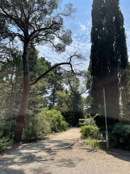 Park alanı büyük yeşil bitkiler, çalılar ve ağaçlar