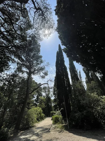 Park alanı büyük yeşil bitkiler, çalılar ve ağaçlar