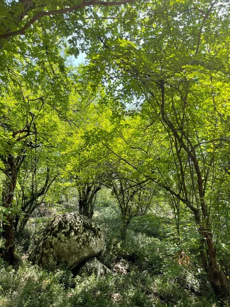 Parc Grandes Plantes Vertes Arbustes Arbres — Photo