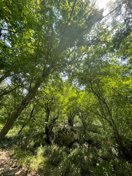 Park Gebied Grote Groene Planten Struiken Bomen — Stockfoto