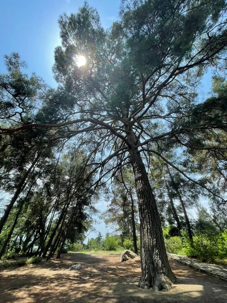 Park alanı büyük yeşil bitkiler, çalılar ve ağaçlar