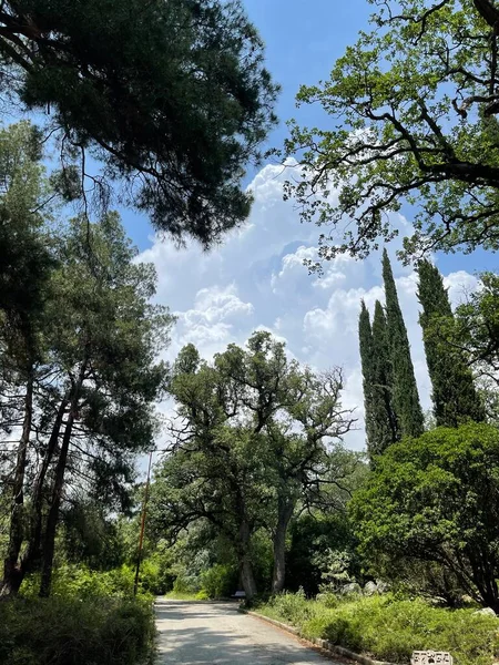 Park alanı büyük yeşil bitkiler, çalılar ve ağaçlar